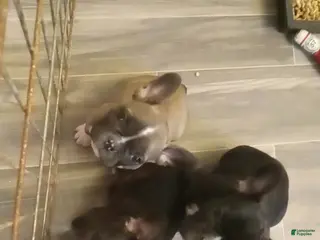 French Bulldog dogs Jelly bean - Ad 5