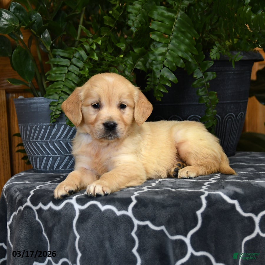 Golden Retriever dogs Hoover - Ad 1