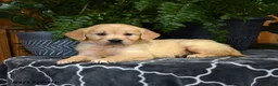 Golden Retriever dogs for sale: Hoover - Ad 1