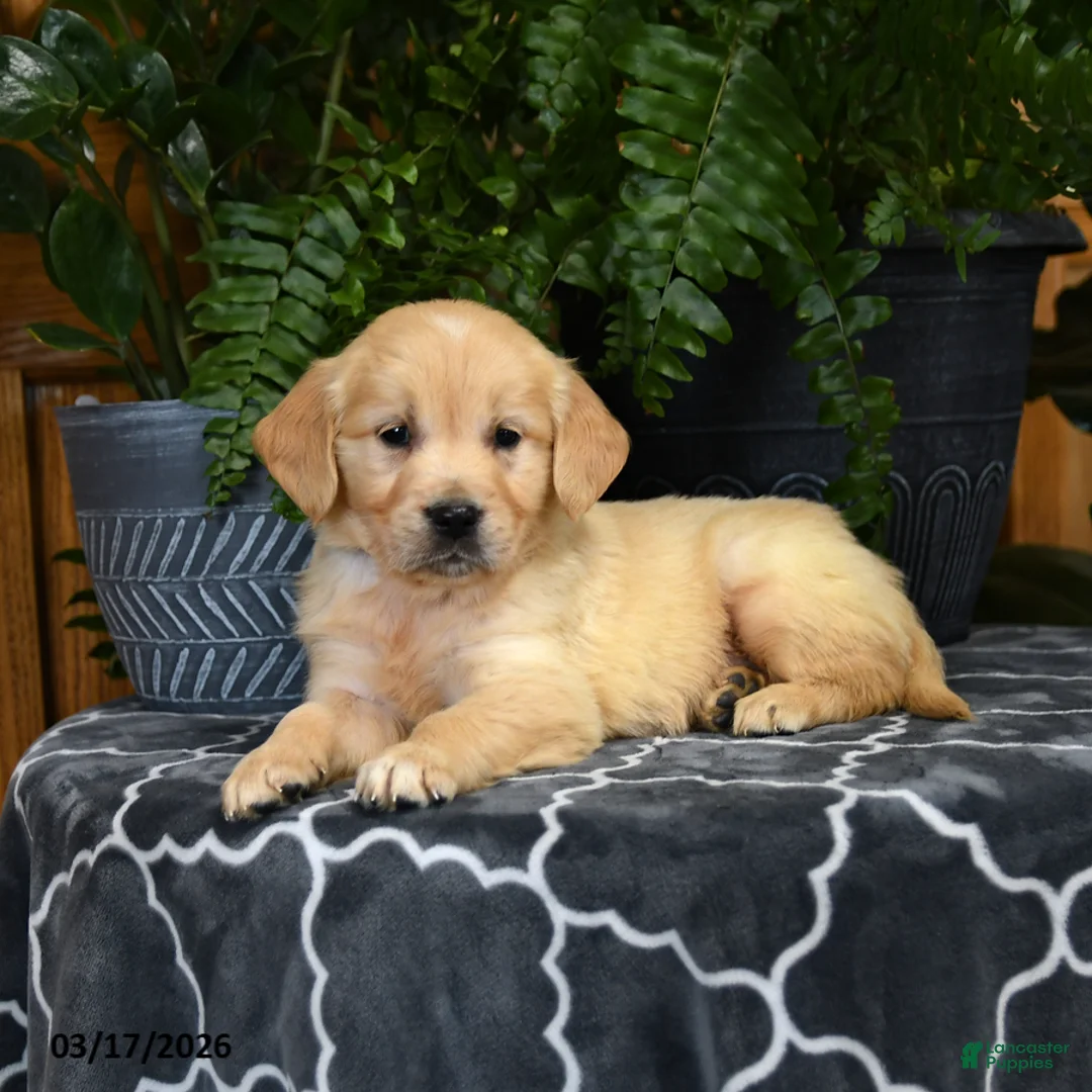 Golden Retriever dogs for sale: Hoover - Ad 1