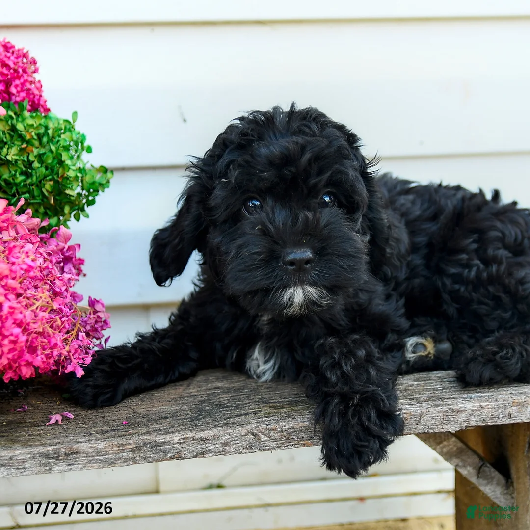 Cavapoo dogs for sale: Freddie - Ad 2