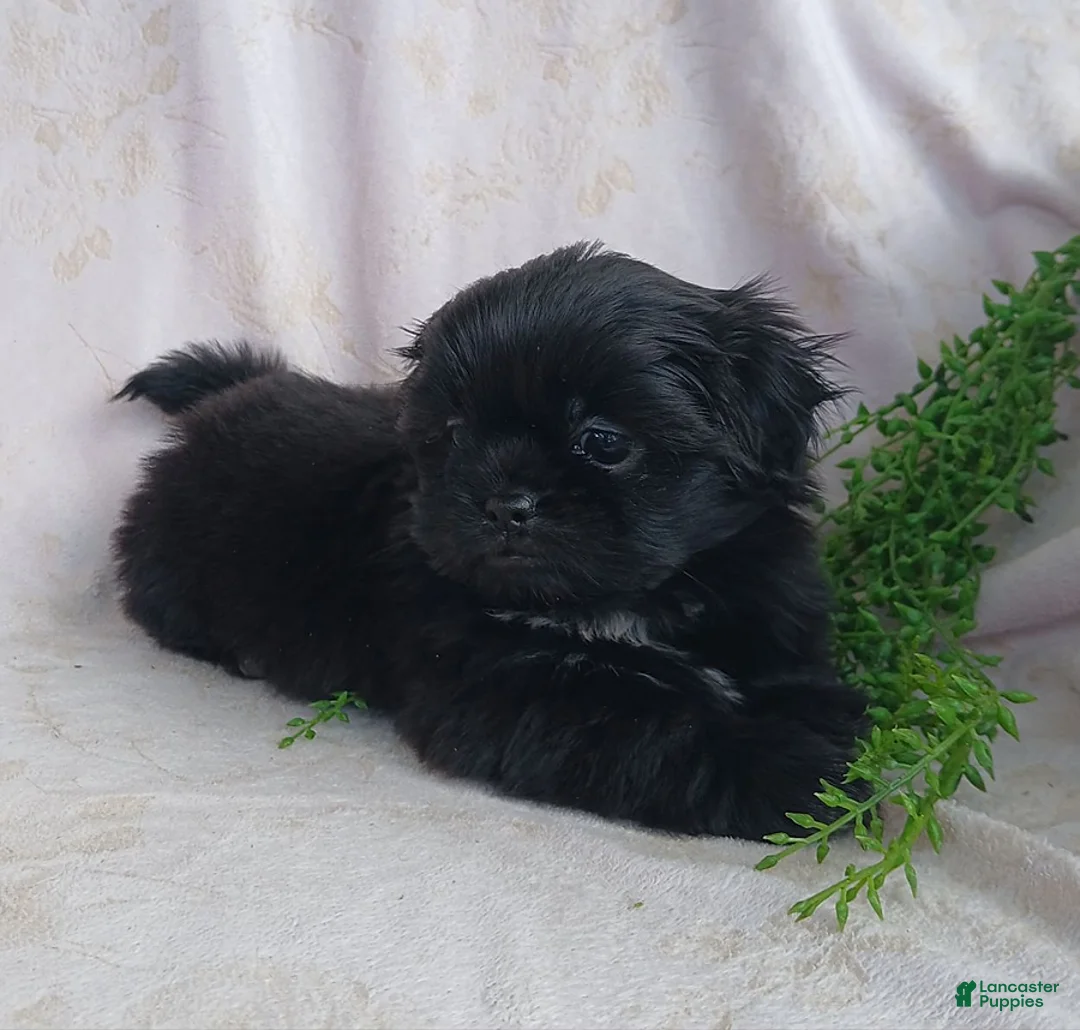 Teddy Bear dogs for sale: Bingo - Ad 6