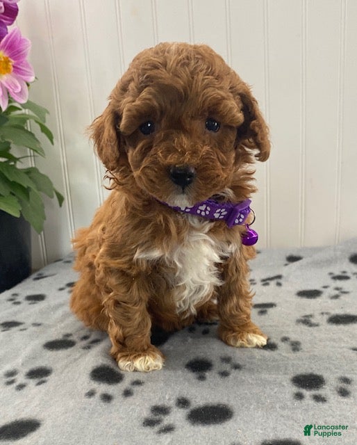 Miniature Poodle dogs Oakley - Ad 2
