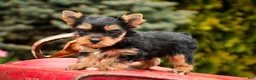 Yorkshire Terrier dogs for sale: Cheyenne - Ad 3