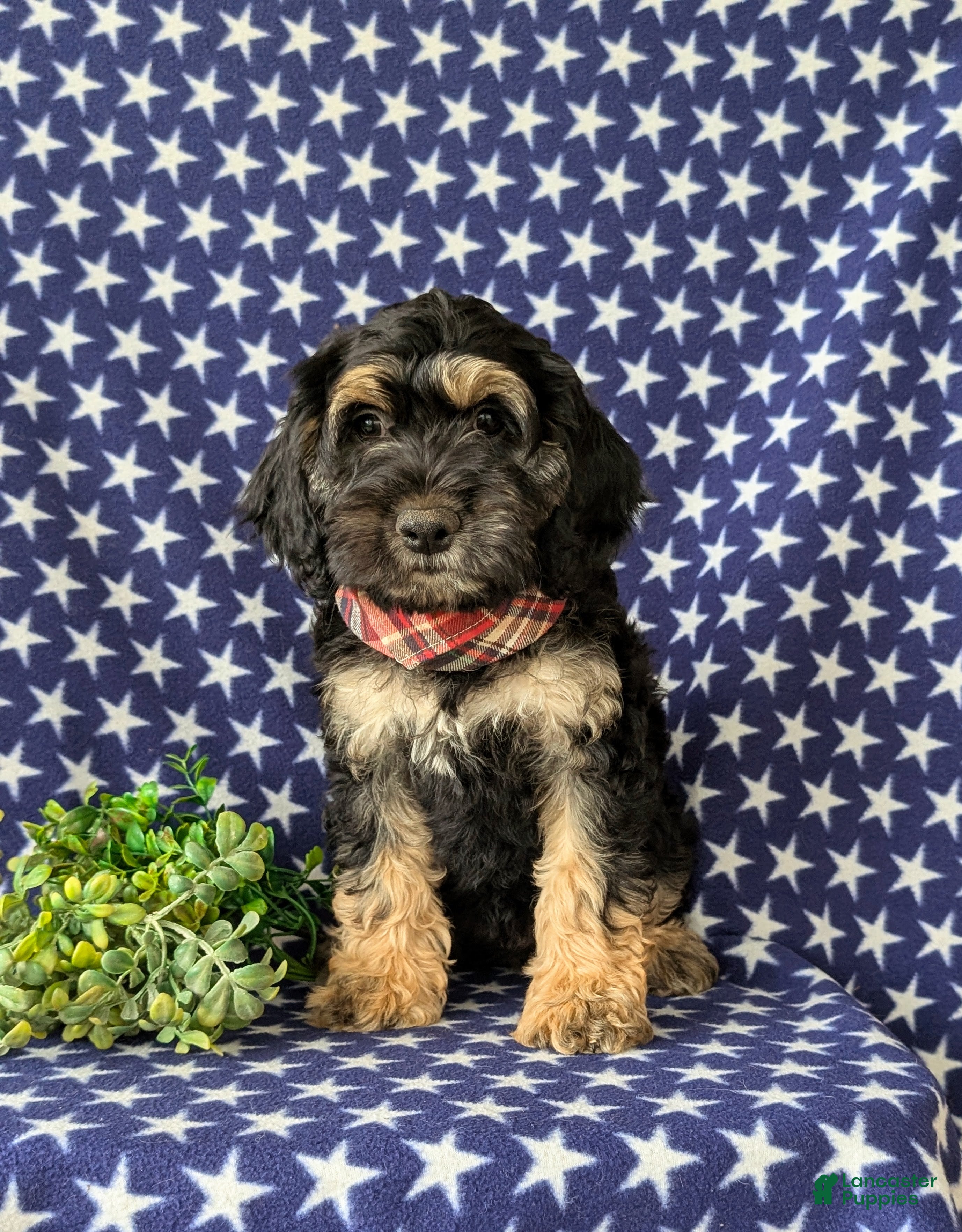 Cockapoo dogs Augustus - Ad 2