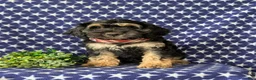 Cockapoo dogs for sale: Augustus - Ad 2