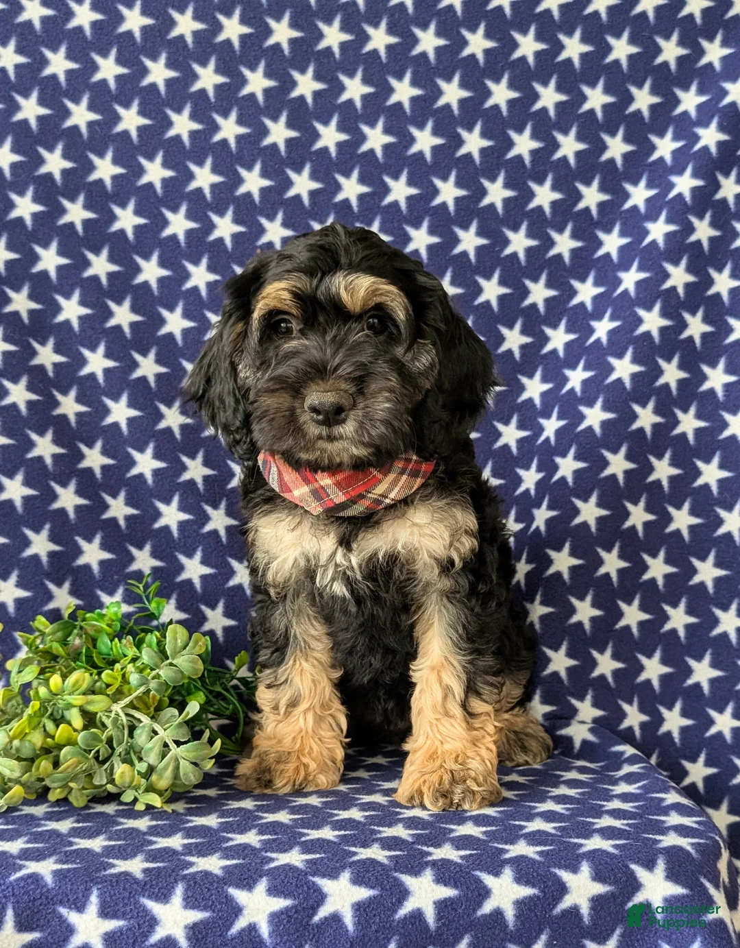Cockapoo dogs for sale: Augustus - Ad 2