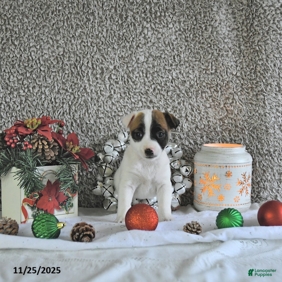 Jack Russell Terrier dogs for sale: Brently - Ad 3