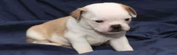 Puggle dogs for sale: Chopper - Ad 5