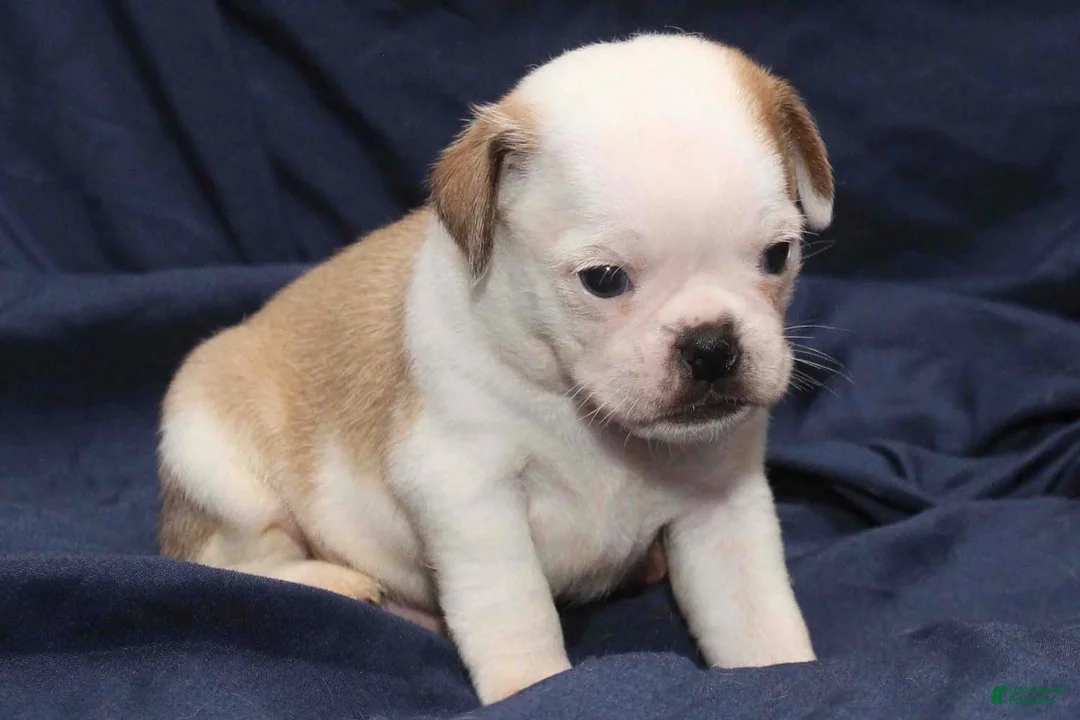 Puggle dogs for sale: Chopper - Ad 5