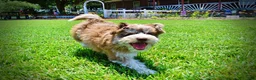 Havapoo dogs for sale: Domino - Ad 13