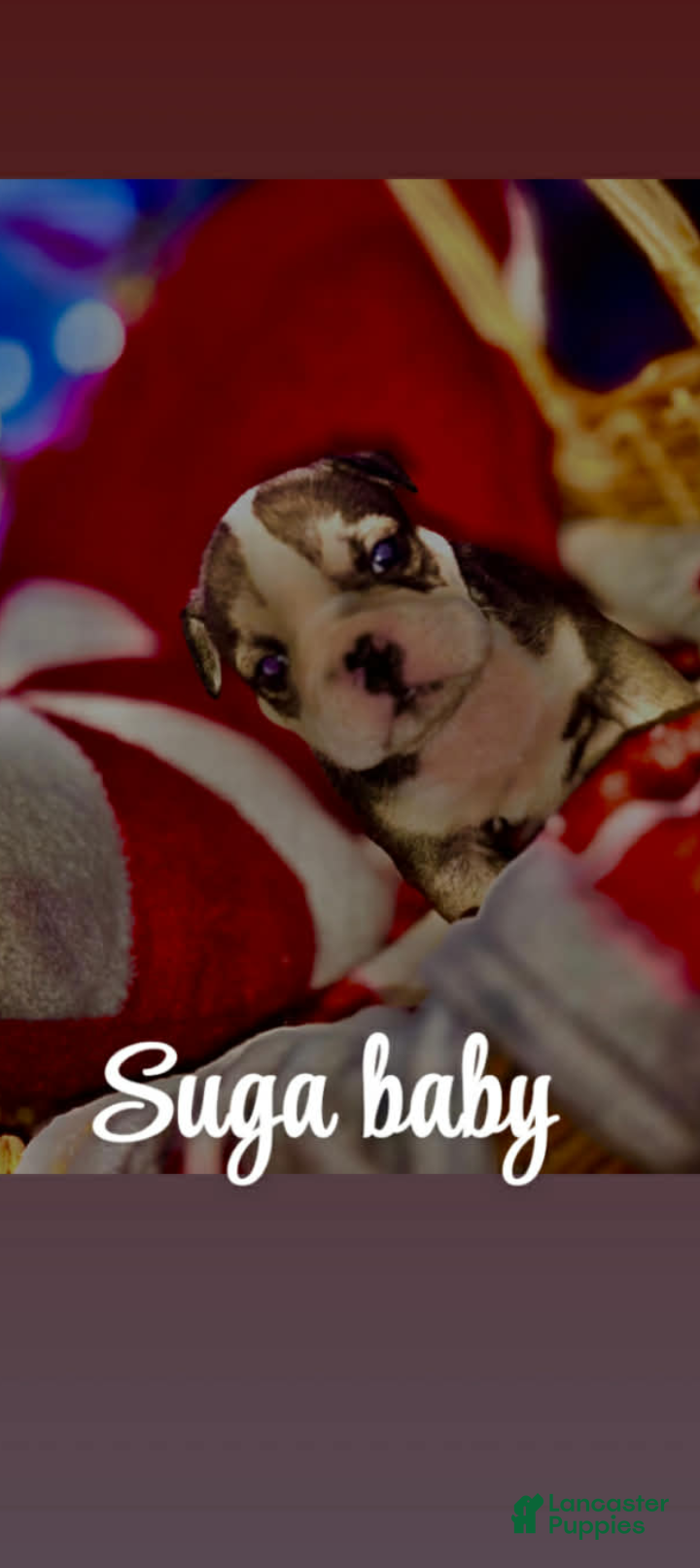 English Bulldog dogs Suga Baby  - Ad 9