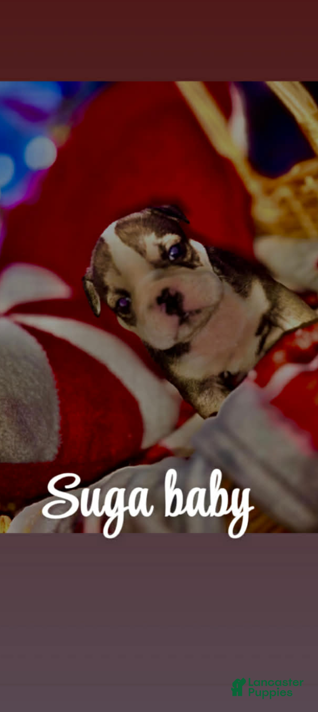 English Bulldog dogs for sale: Suga Baby  - Ad 1