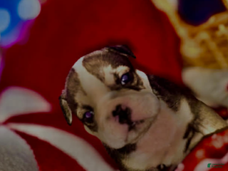 English Bulldog dogs Suga Baby - Ad 19