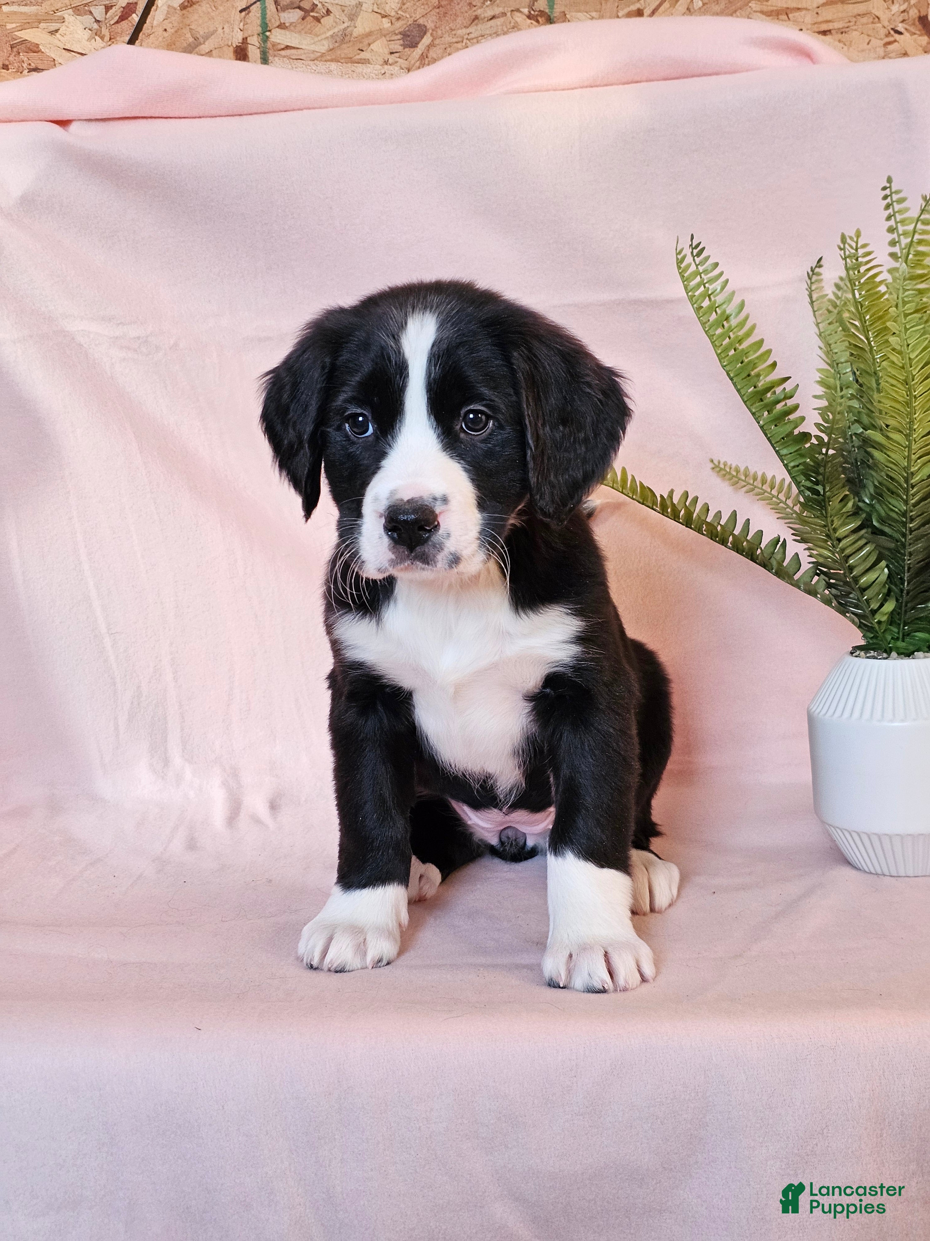 Mixed Breed dogs Hazel - Ad 2