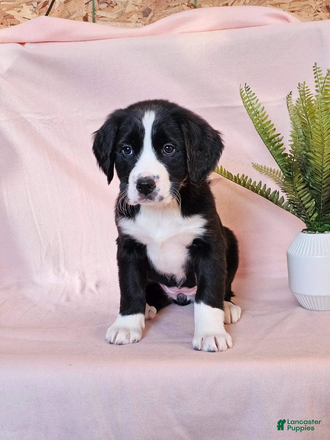 Mixed Breed dogs for sale: Hazel - Ad 2