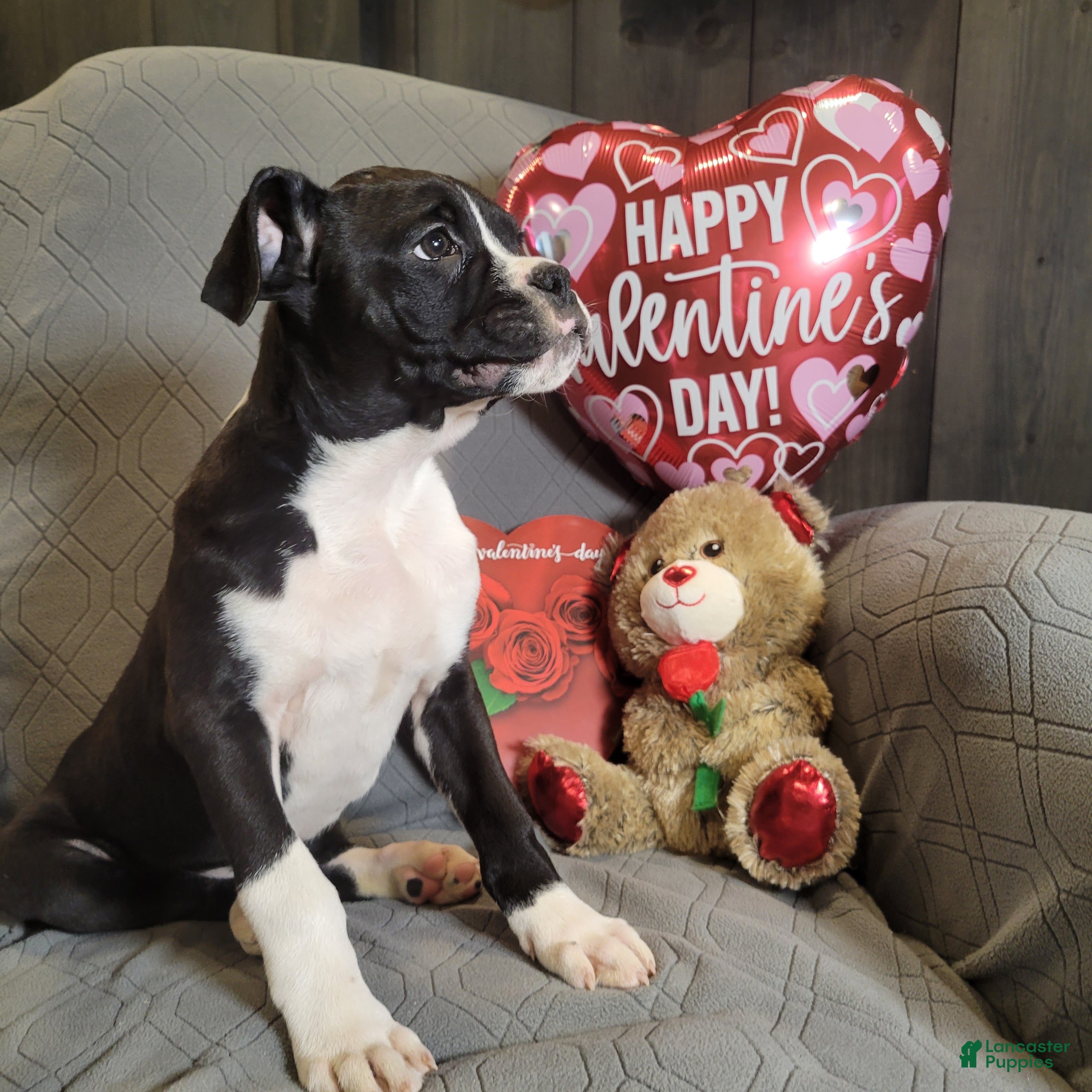 Boxer dogs Prince - Ad 2