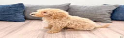 Miniature Labradoodle dogs for sale: Kacey - Ad 5