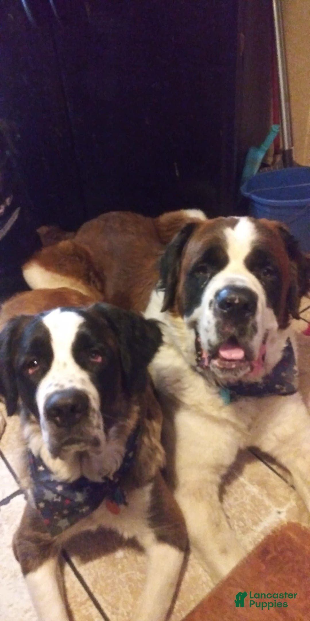 Gallery Image {{count}}