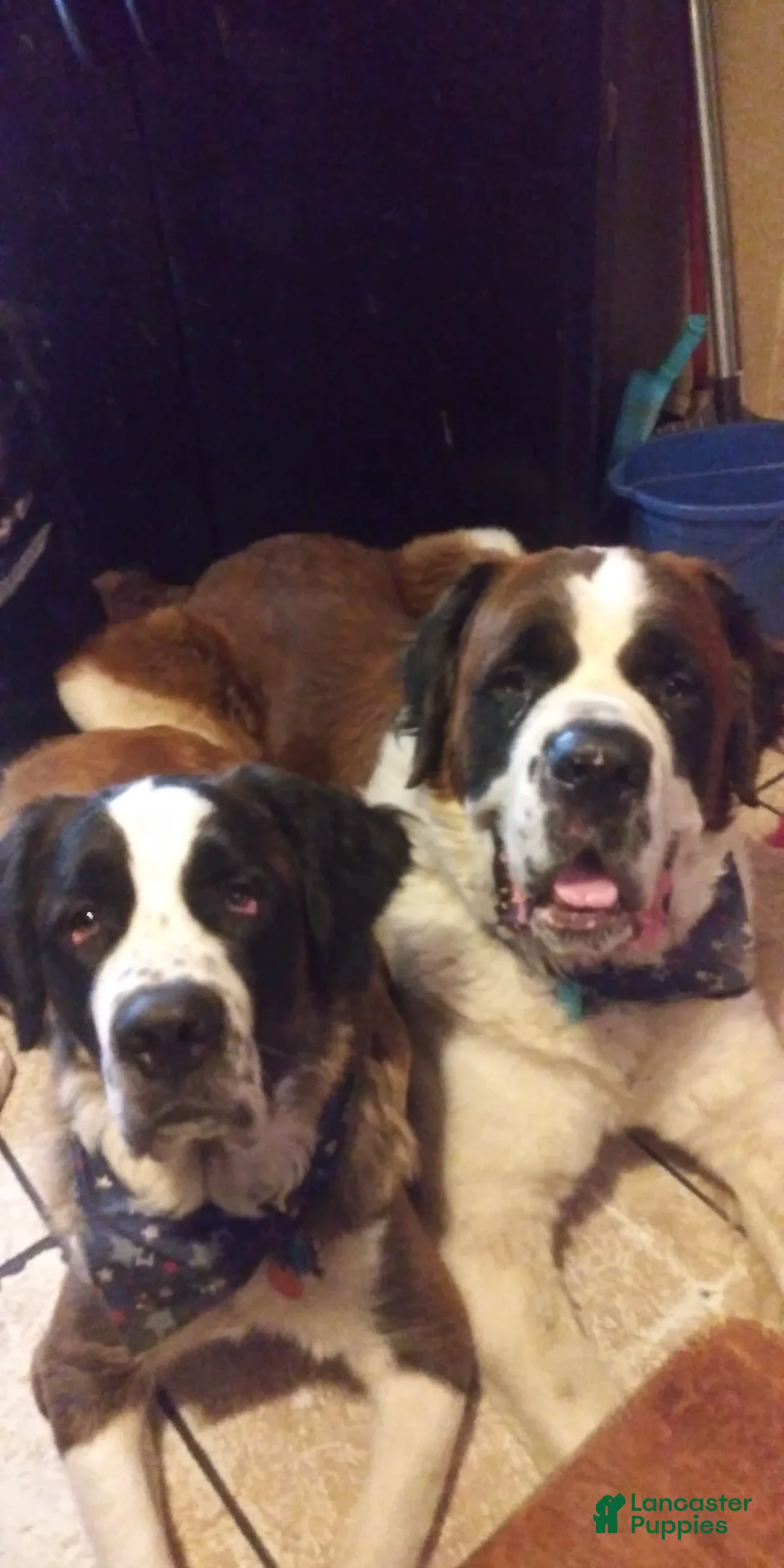 Gallery Image {{count}}