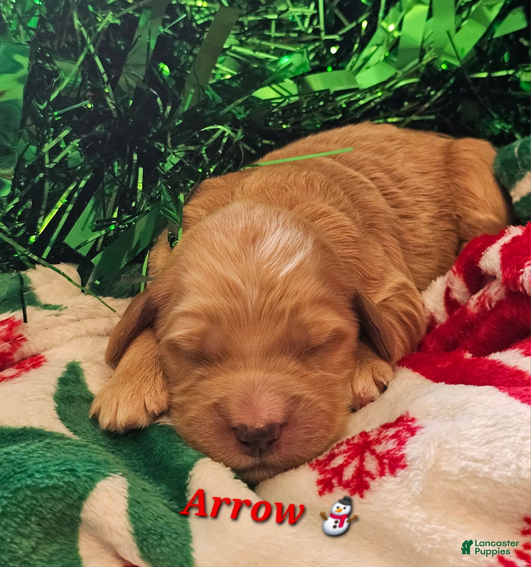 Goldendoodle dogs for sale: Arrow  - Ad 2