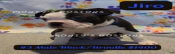 Boston Terrier dogs for sale: Jiro - Ad 5
