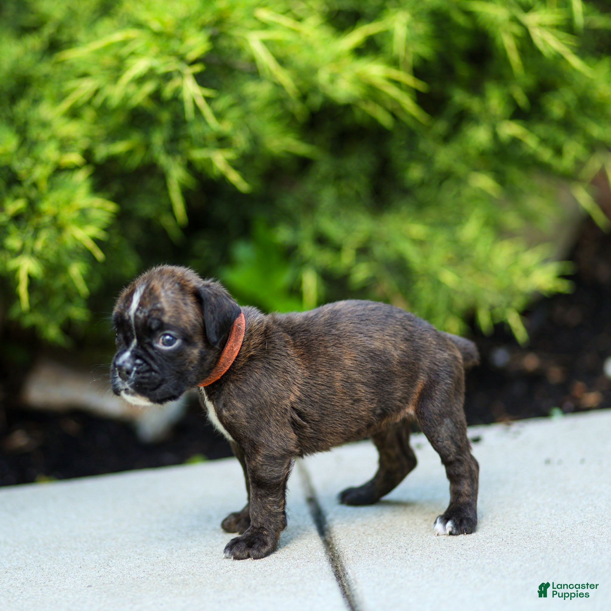 Boxer dogs Laney Boxer Puppy  - Ad 2