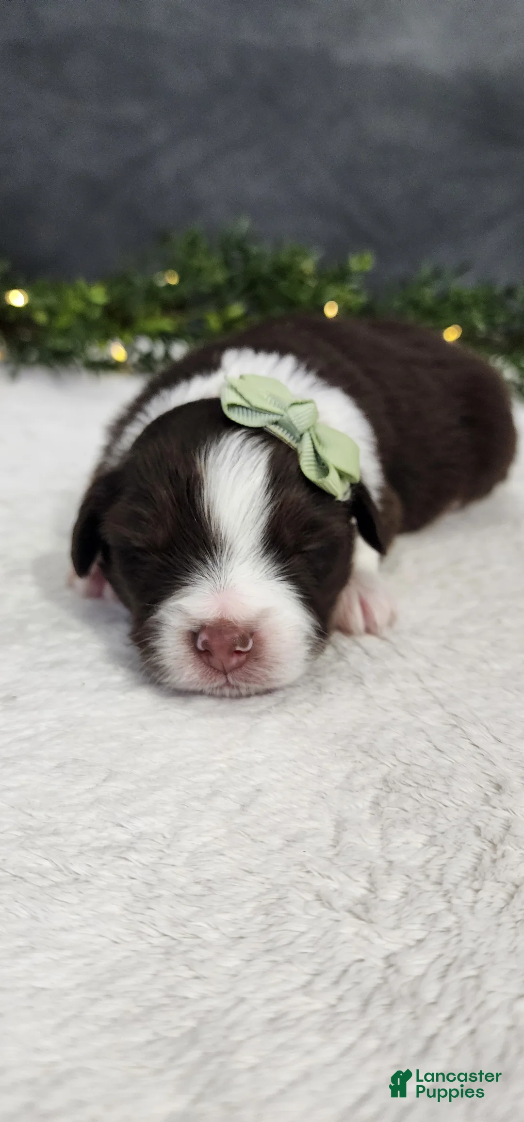 Miniature Australian Shepherd dogs for sale: Milo - Ad 4