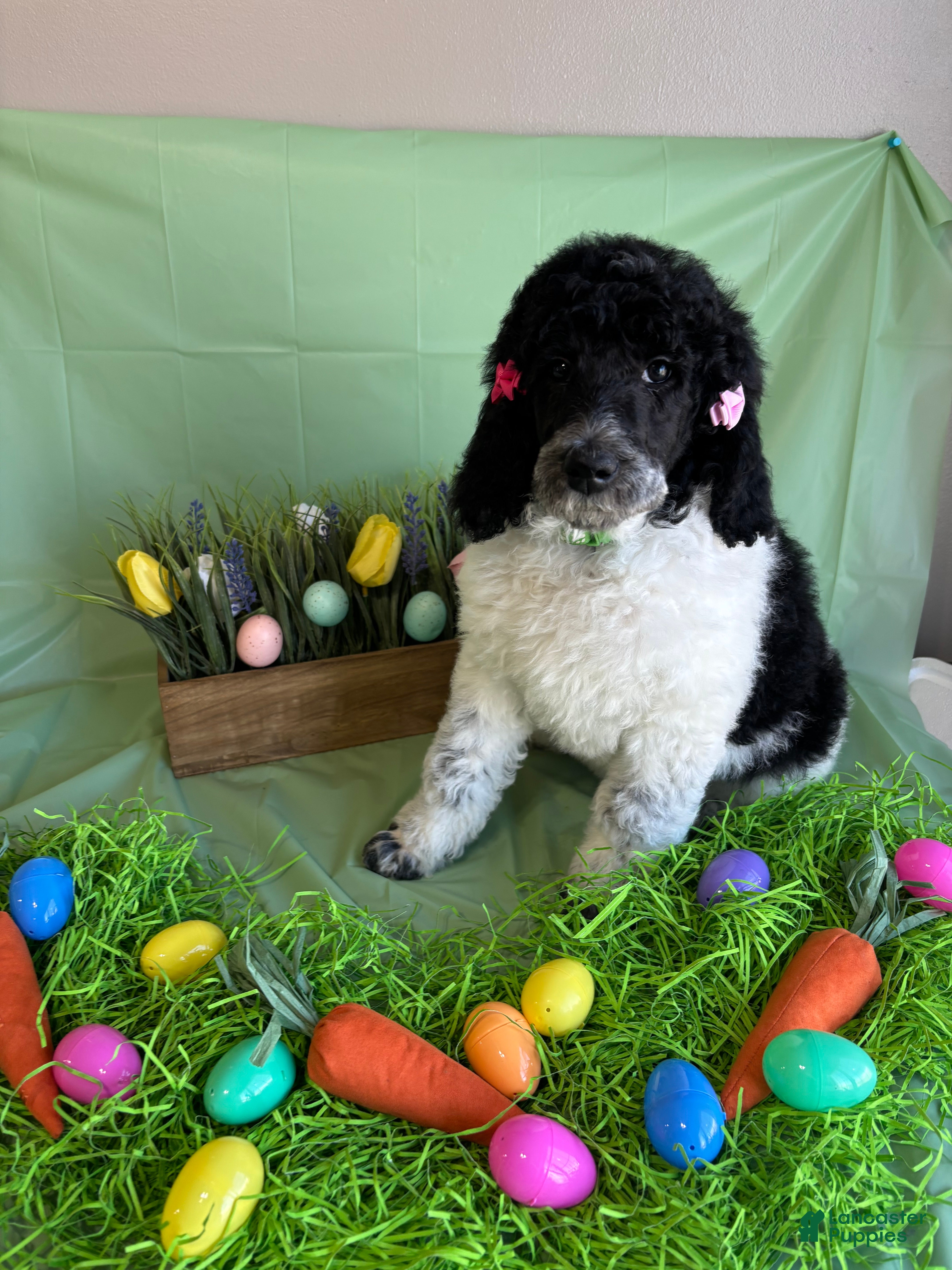 Standard Poodle dogs Callie - Ad 2