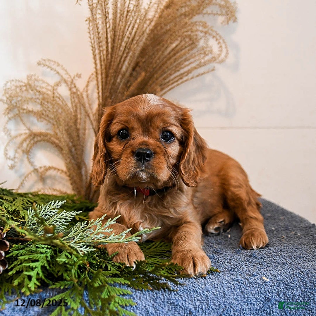 Cavalier King Charles Spaniel dogs for sale: Bandit - Ad 3