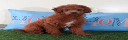 Mini Goldendoodle dogs for sale: Ruby-Gorgeous Female Mini Goldendoodle Puppy - Ad 3