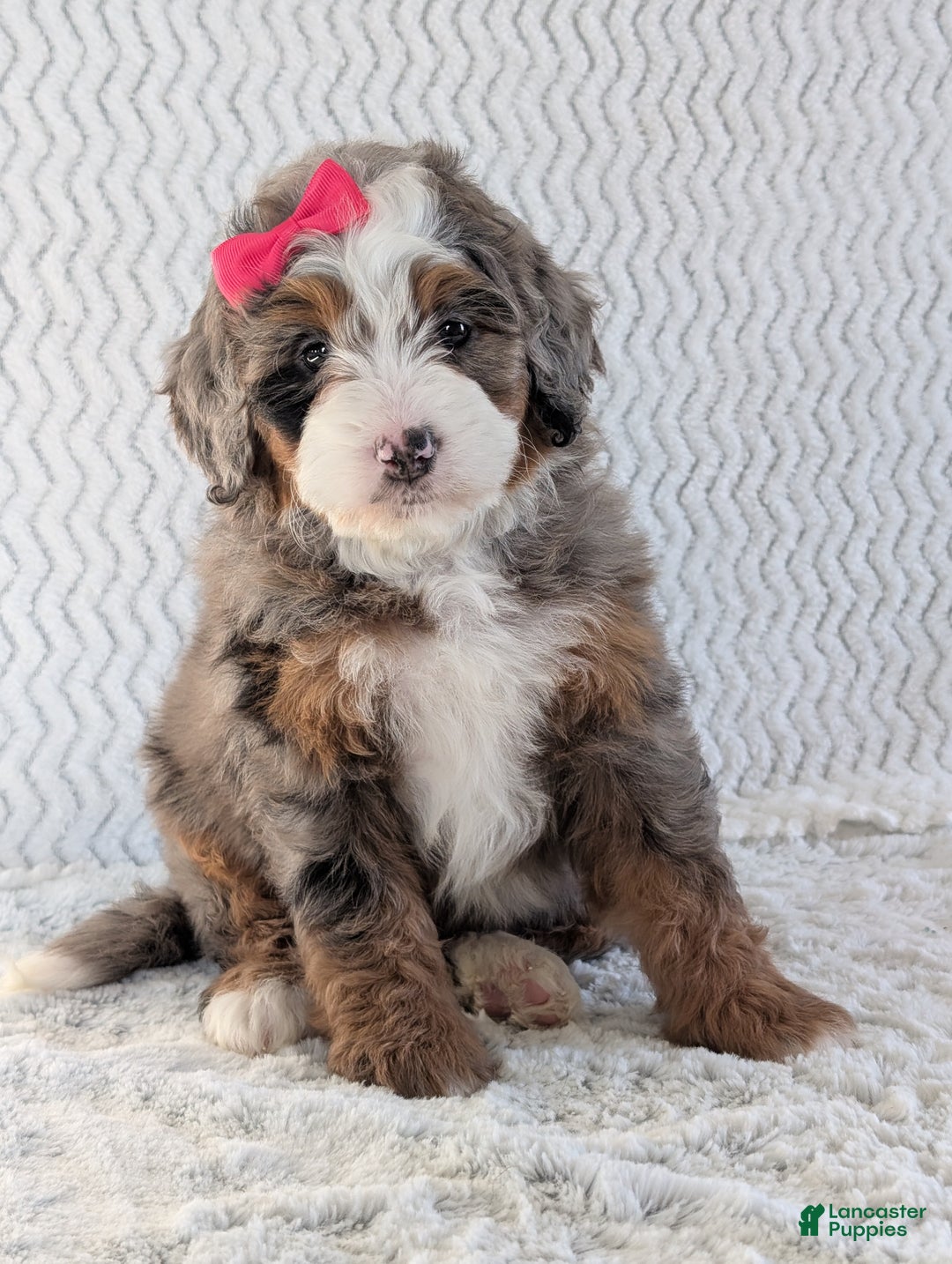Mini Bernedoodle dogs for sale: Mini Sadie  - Ad 5