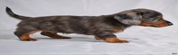 Miniature Dachshund dogs for sale: AKC Cody - Ad 6