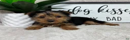Yorkshire Terrier dogs for sale: Teddy - Ad 5