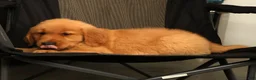 Golden Retriever dogs for sale: Tyler - Ad 9