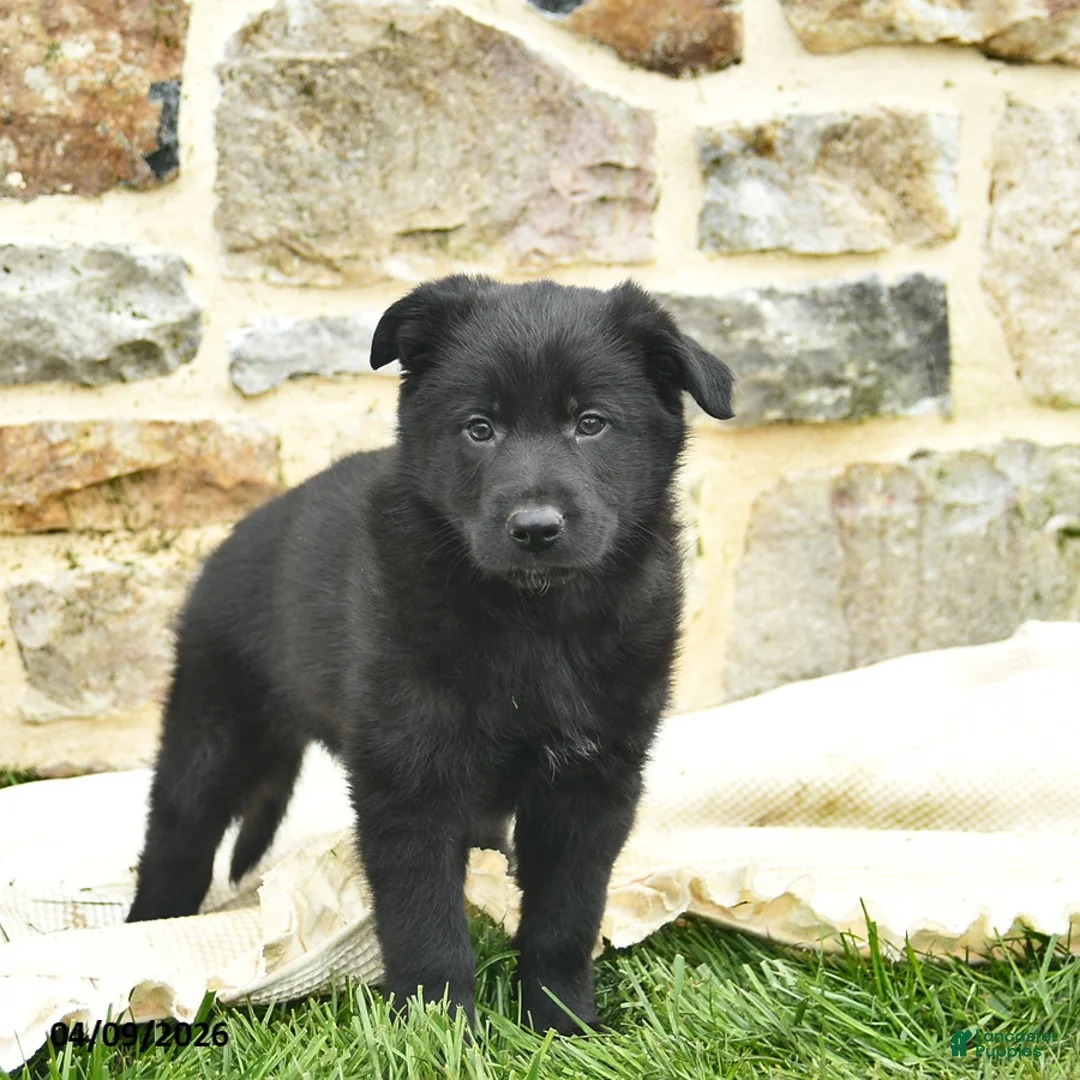 Mixed Breed dogs for sale: Charlie  - Ad 3