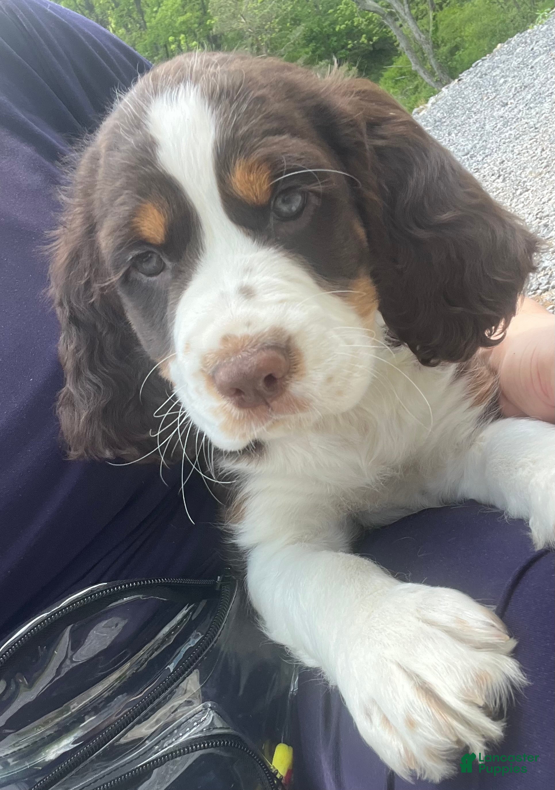 English Springer Spaniel dogs Precious - Ad 2