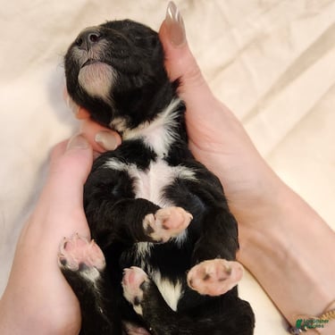 Mini Aussiedoodle dogs for sale: Lottie_Female Tri-Color - Ad 5