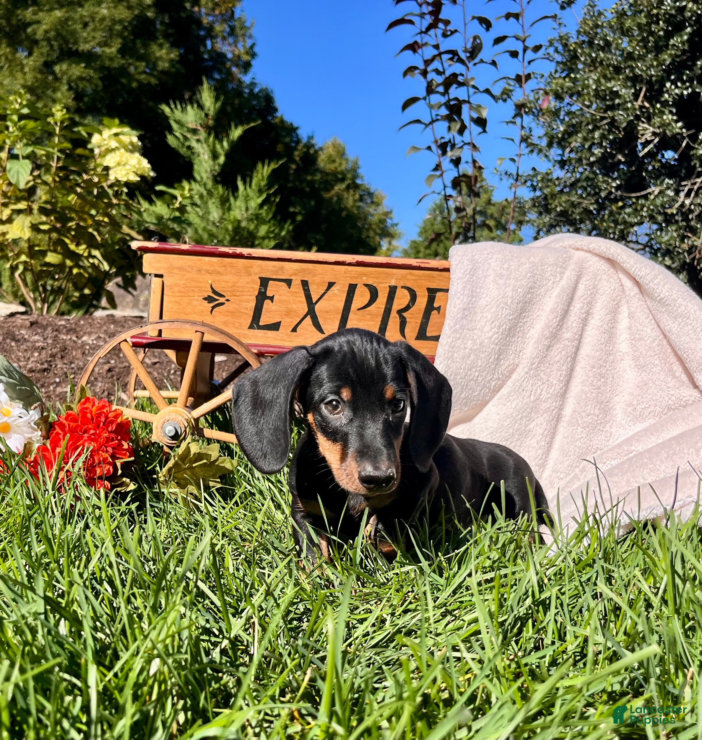Dachshund dogs Archie❤️ACA Registered🐾 - Ad 32