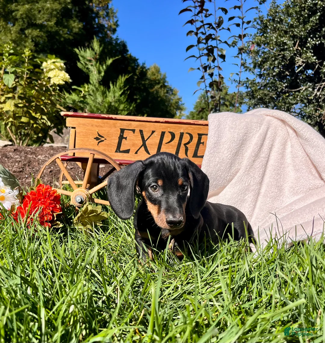 Dachshund dogs for sale: Archie❤️ACA Registered🐾 - Ad 1