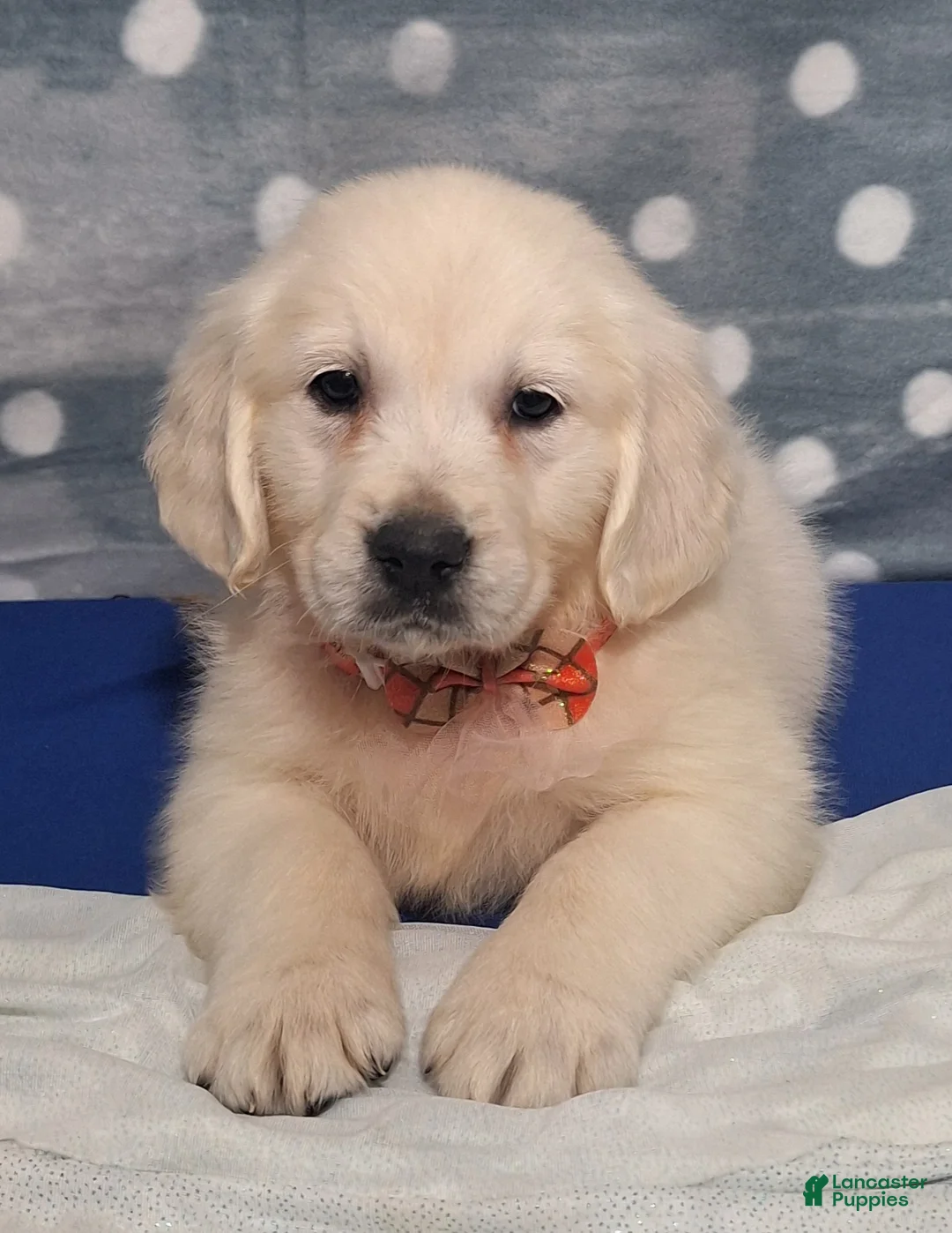 Golden Retriever dogs for sale: Jennifer - Ad 3