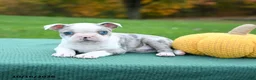Boston Terrier dogs for sale: Nate - Ad 3