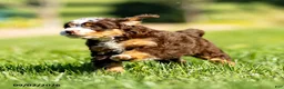 Mini Bernedoodle dogs for sale: Genevieve - Ad 4