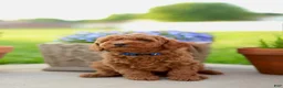 Mini Goldendoodle dogs for sale: Chester - Ad 1