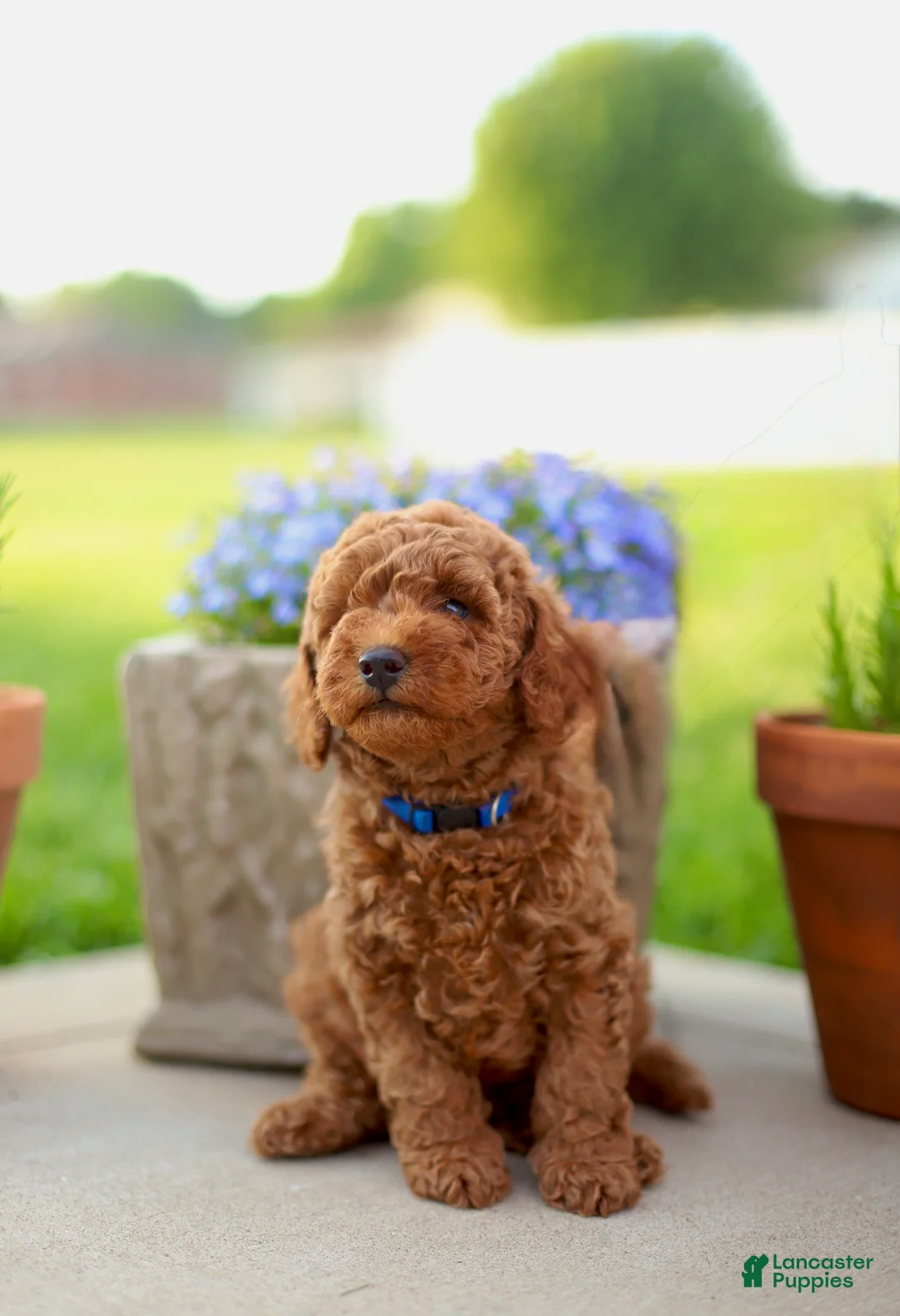 Mini Goldendoodle dogs for sale: Chester - Ad 1