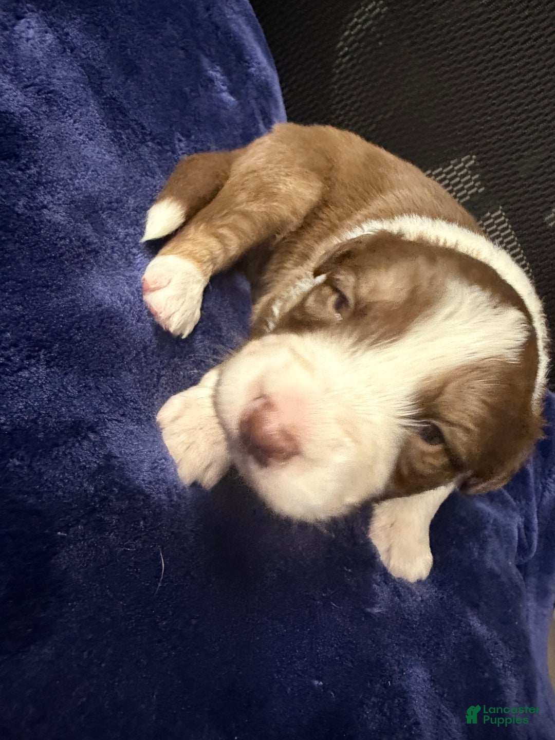 Australian Shepherd dogs for sale: Australian Shepherd Puppy - Oscar  - Ad 8