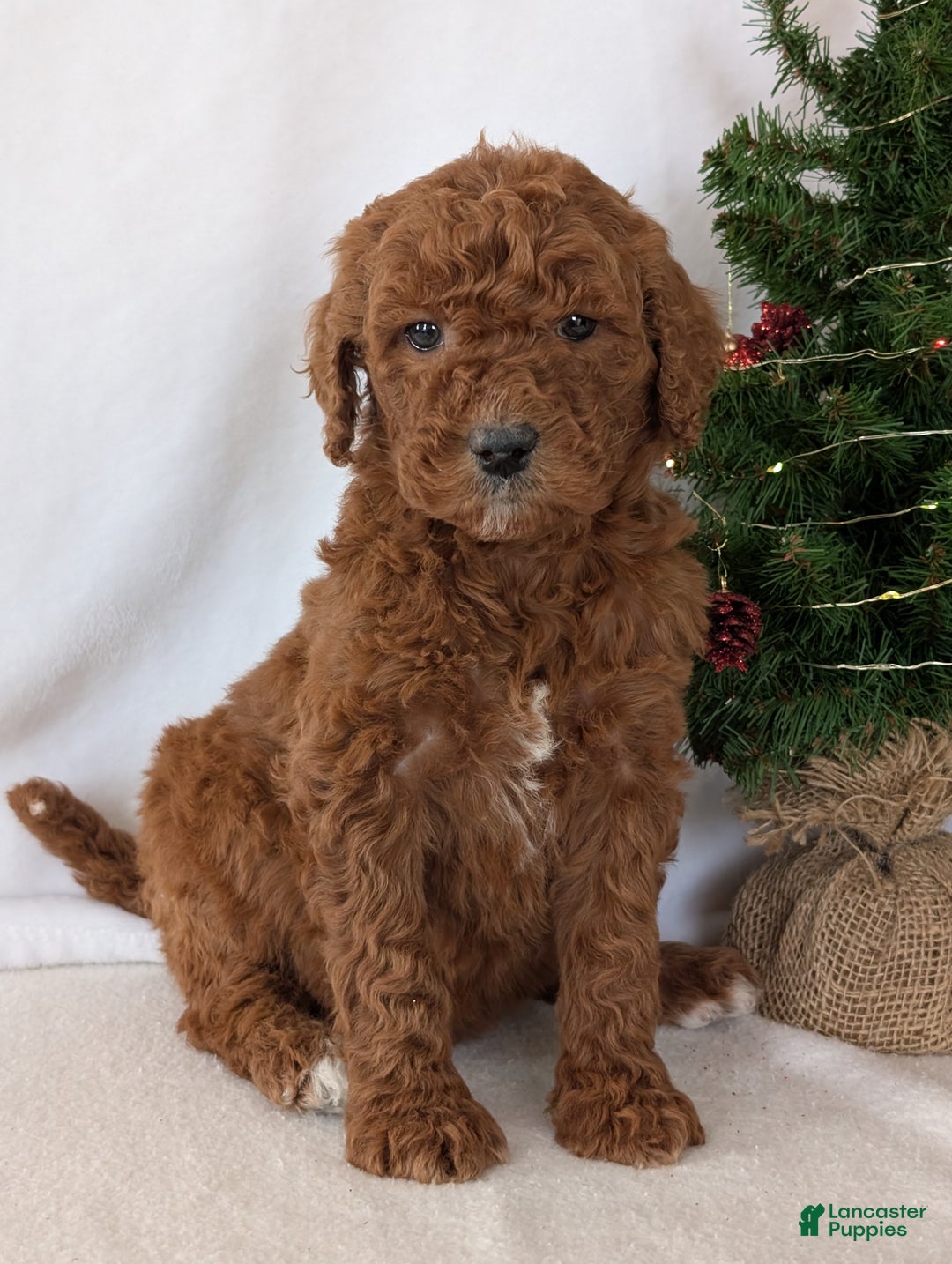 Goldendoodle dogs for sale: Miss Abby  - Ad 5