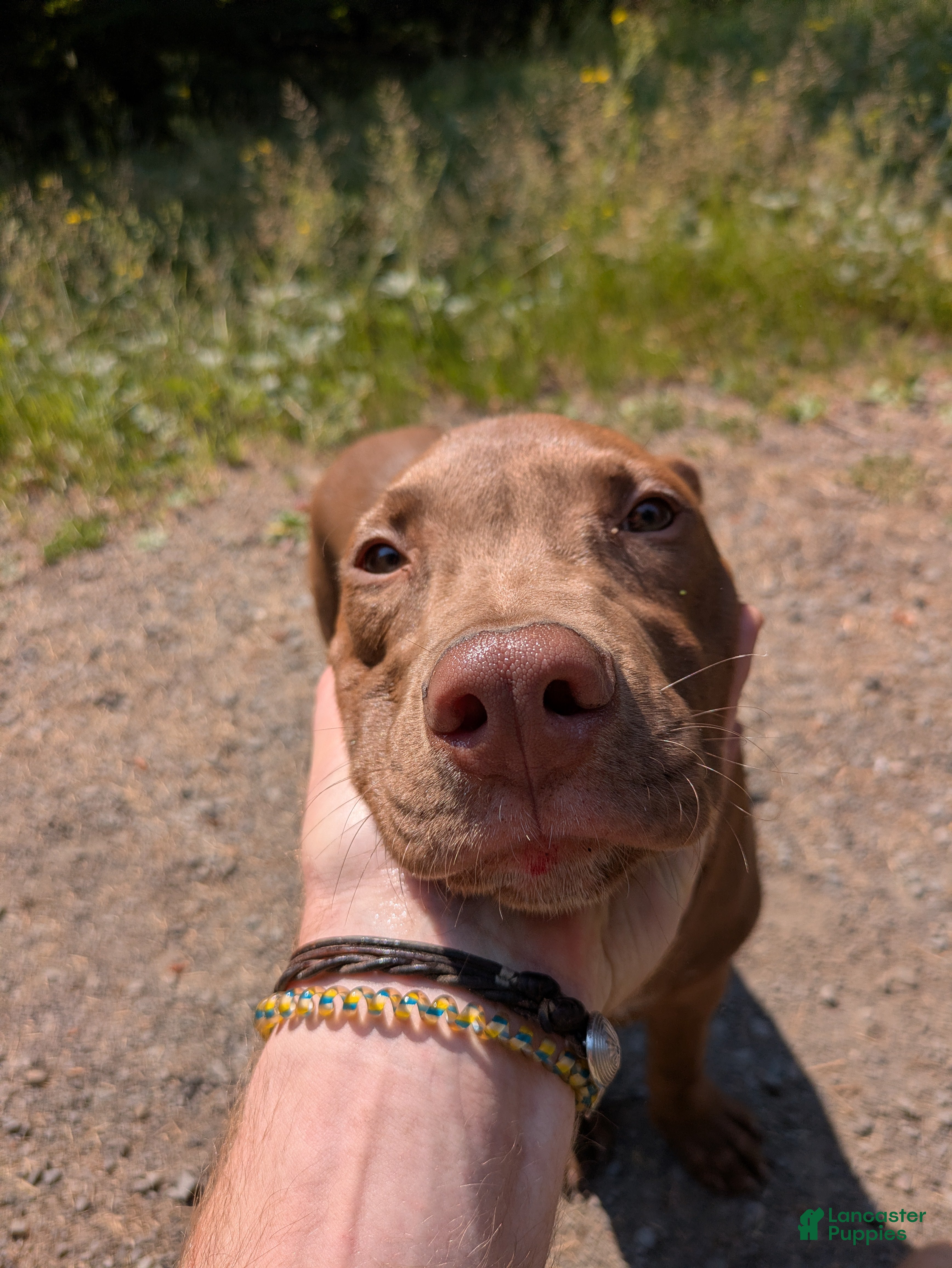 Mixed Breed dogs Miran - Ad 2