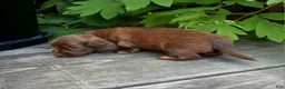 Miniature Dachshund dogs for sale: Pauli - Ad 5