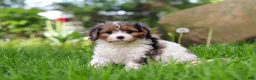 Cavapoo dogs for sale: Bella - Ad 4